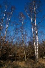 Bouleau Verruqueux, Betula Pendula, Forêt de Fontainebleau, 77, Seine et Marne