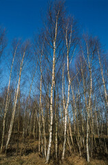 Bouleau Verruqueux, Betula Pendula, Forêt de Fontainebleau, 77, Seine et Marne