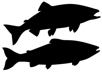Pink salmon fish in the set. Vector image.