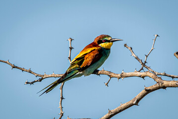 European Bee-eater
