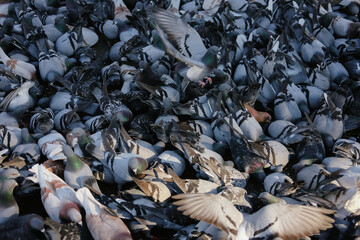 Many dove together in the ground looking for food.