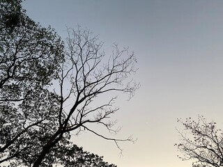 Dry trees and the sky at park bangkok Thailand.	