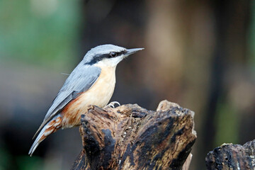 Nuthatch collecting nuts at a woodland feeding site