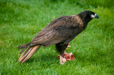 Caracara austral, Caracara de Forster,. Phalcoboenus australis, Striated Caracara, Johnny Rook, Iles Falkland, Malouines