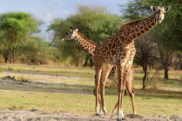 Giraffen im Tarangire-Nationalpark in Tansania