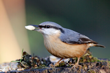 Nuthatch collecting nuts at a woodland feeding site
