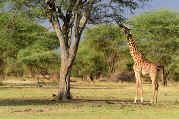 Giraffe im Tarangire-Nationalpark in Tansania