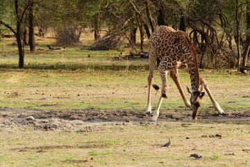 Giraffe beim Wasserloch im Tarangire-Nationalpark in Tansania