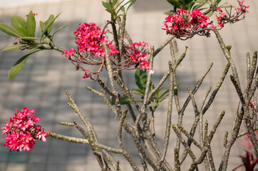flowers in the garden