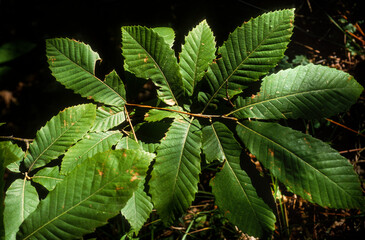 Châtaignier, Castanea sativa, chataigne, bogue