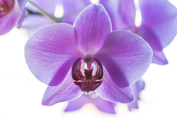 Wonderful blue or violet orchid flower with white background, close up, macro