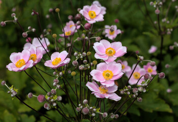 beautiful flowers in nature in the botanical garden