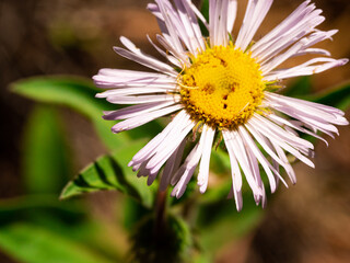 Obraz premium Macro of wild purple daisy