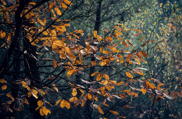 Châtaignier, Castanea sativa, chataigne, bogue