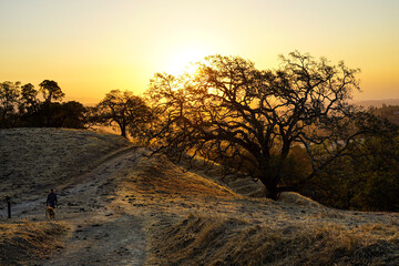 Hiker and dog climbing hill with golden sunrise through trees in Spring
