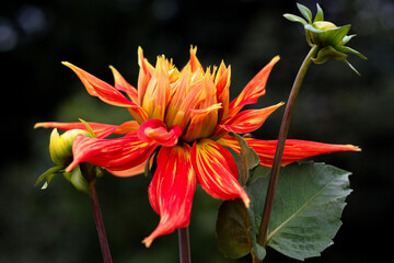 beautiful flowers in nature in the botanical garden