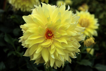 Obraz premium beautiful flowers in nature in the botanical garden