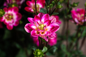 Obraz premium beautiful flowers in nature in the botanical garden