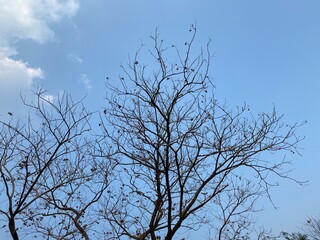 Dry trees and the sky at park bangkok Thailand.	