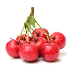 Hawthorn on white background