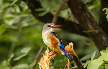 Grey-headed kingfisher