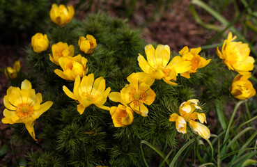Obraz premium beautiful flowers in nature in the botanical garden