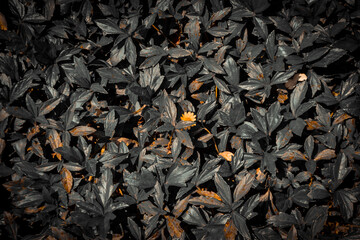 Black Moody Leaves Exclusive Picture Beautiful Scenario Image