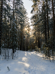 winter taiga of the Ural mountains