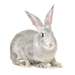 grey rabbit on a white background