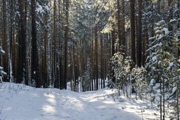 winter taiga of the Ural mountains
