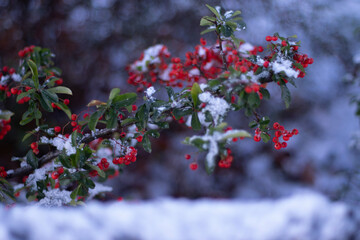 Red berries on snow