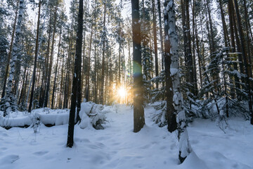 a ray of sun breaks through the snow-covered trees in the taiga