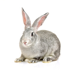grey rabbit on a white background