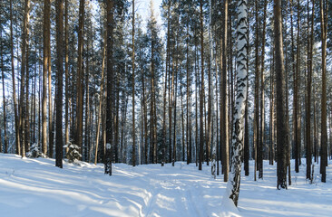 winter taiga of the Ural mountains