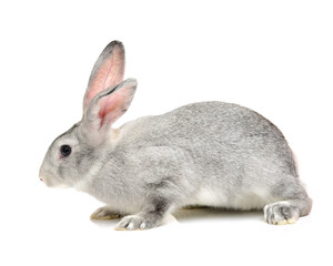 grey rabbit on a white background