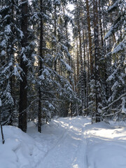 winter taiga of the Ural mountains