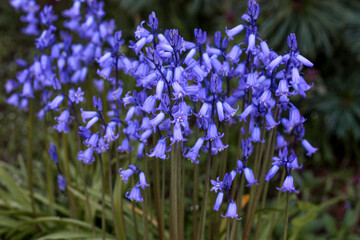 beautiful flowers in nature in the botanical garden