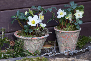 Christrosen Helleborus niger in Terracotta-Töpfen als Winter-Gartendekoration