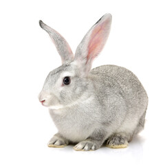grey rabbit on a white background