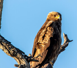 Tawny eagle