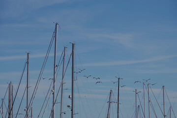 Sailboat masts and a flock of brown pelicans flying under a blue sky with traces of clouds seen on a winter day at an southern California Pacific ocean marina