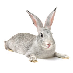grey rabbit on a white background