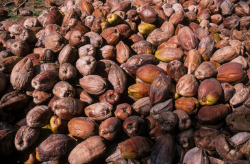Cocotier, noix de coco, cocos nucifera, culture du copra, coprah, Ile de la Dighe, Seychelles