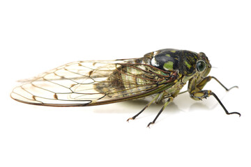 cicada insect isolated on white background