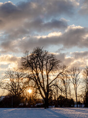 Baum vor Abendhimmel