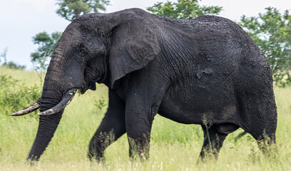 Naklejka na ściany i meble african elephant bull