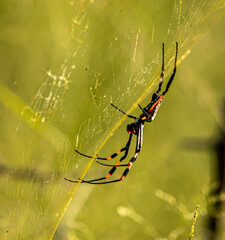 Golden orb spider on the web