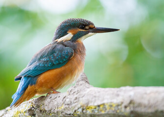 Сommon kingfisher, Alcedo atthis. The bird sits on a beautiful branch above the river waiting for a fish