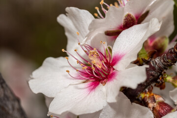 Almond blossoms