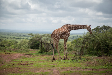 Alone giraffe in the national nature park in Africa.